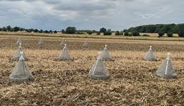CSFB management tip: Cultivate OSR stubble